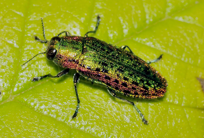 Buprestidae:  Lamprodila mirifica ssp. mirifica